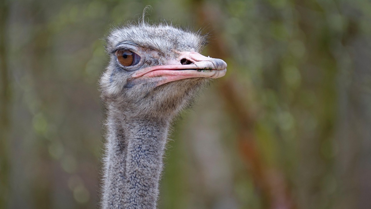 Верховный суд Канады утвердил умерщвление страусов из-за птичьего гриппа Из-за эпидемии более 300 птиц будут уничтожены