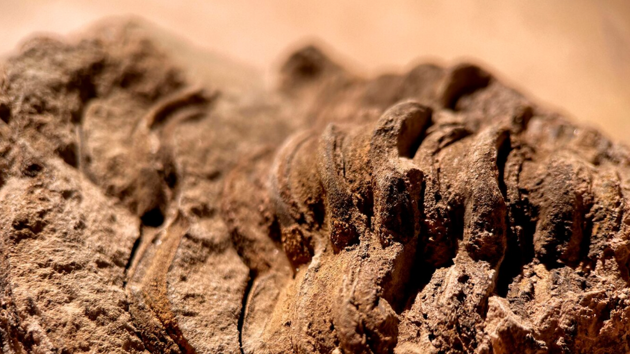 В коллекции «Коломенского кремля» ученые обнару...