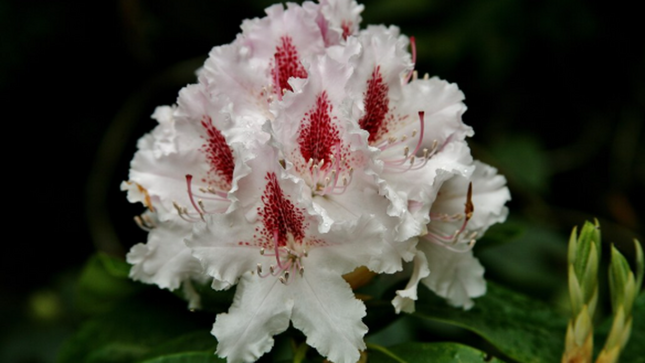 Эксперты перечислили популярные комнатные расте...