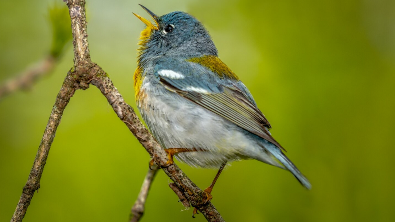 Ученые провели совместное исследование и устано...