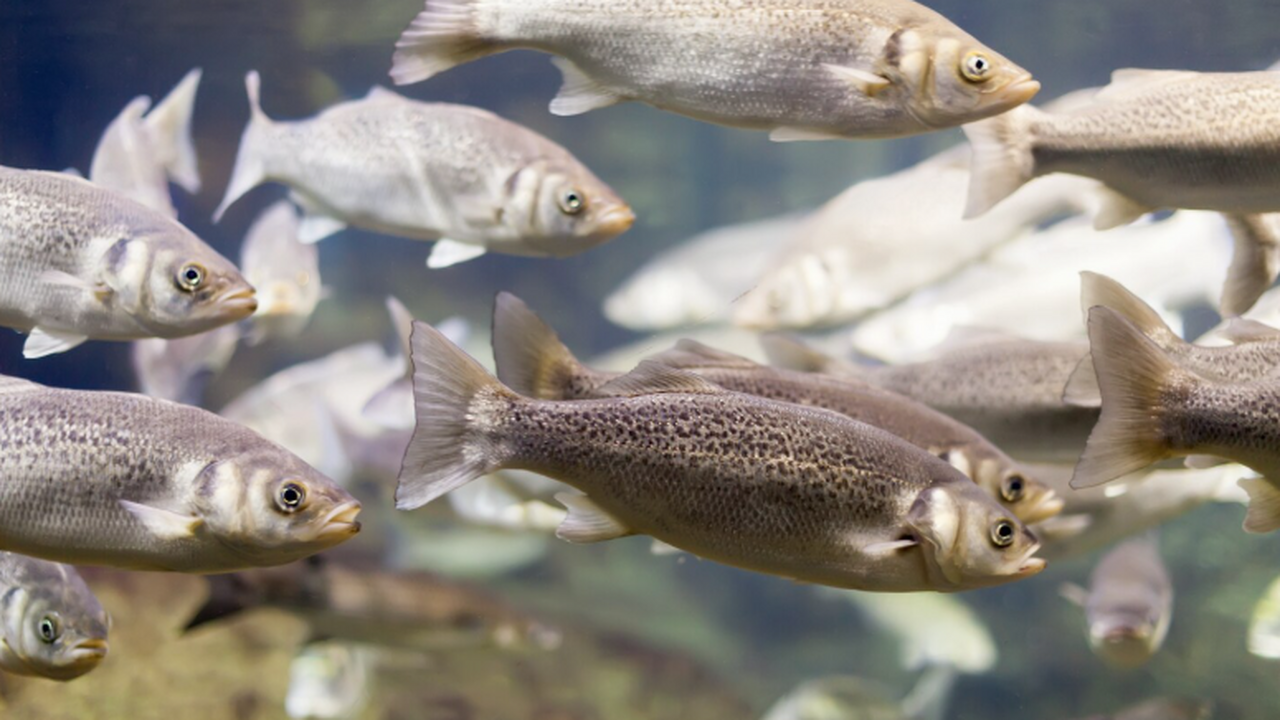 Российские биологи выявили 10 видов рыб, ранее ...