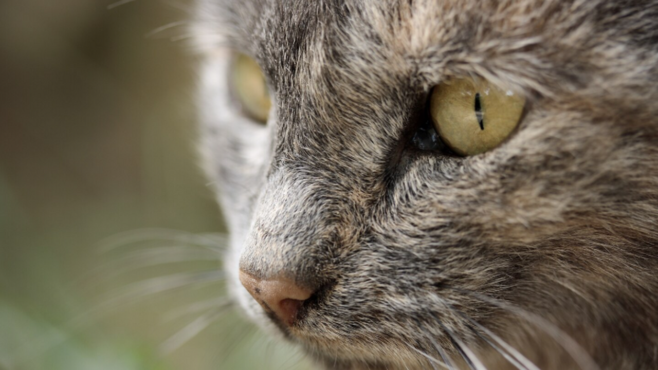 Тест ДНК древних китайских «кошек» показал: это дикие бенгальцы Генетики кардинально пересмотрели историю появл...