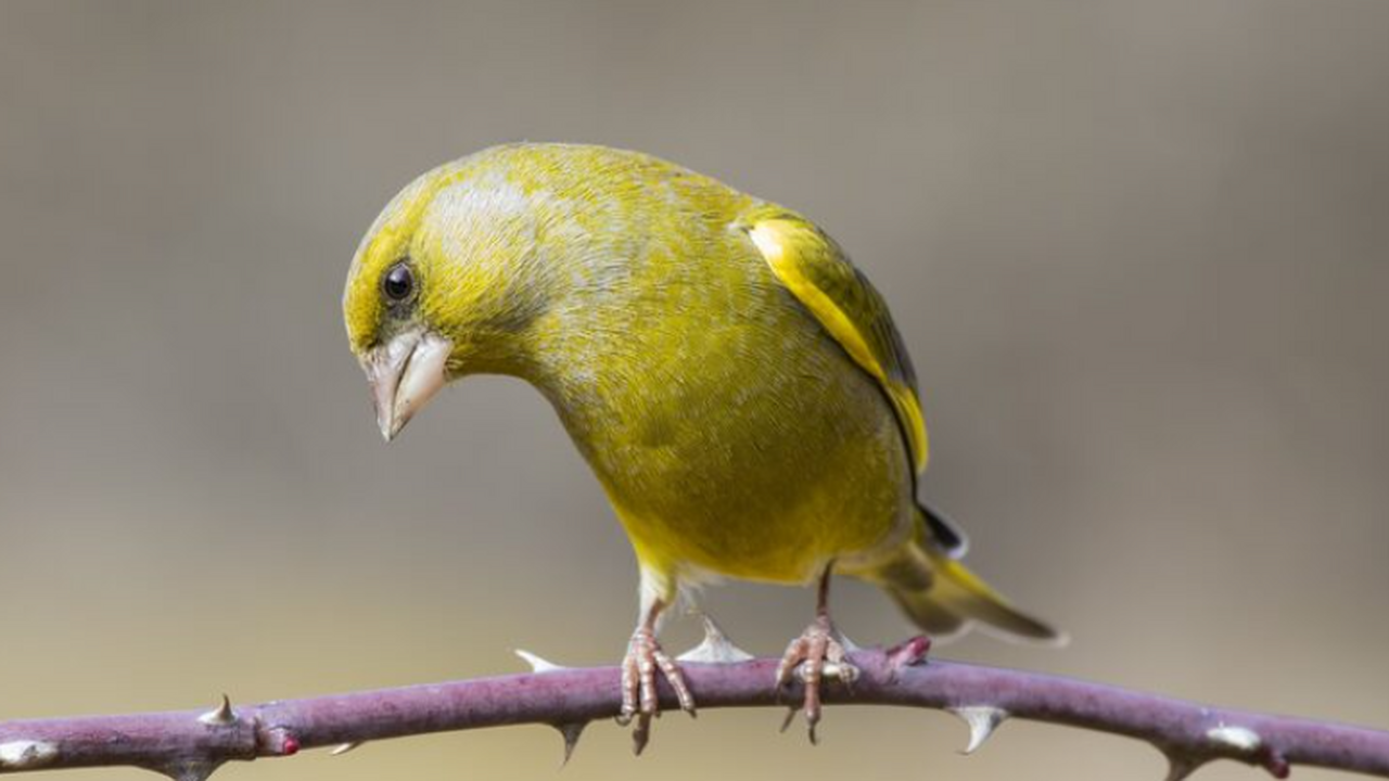 Представлено описание нового вида шалашников Ae...