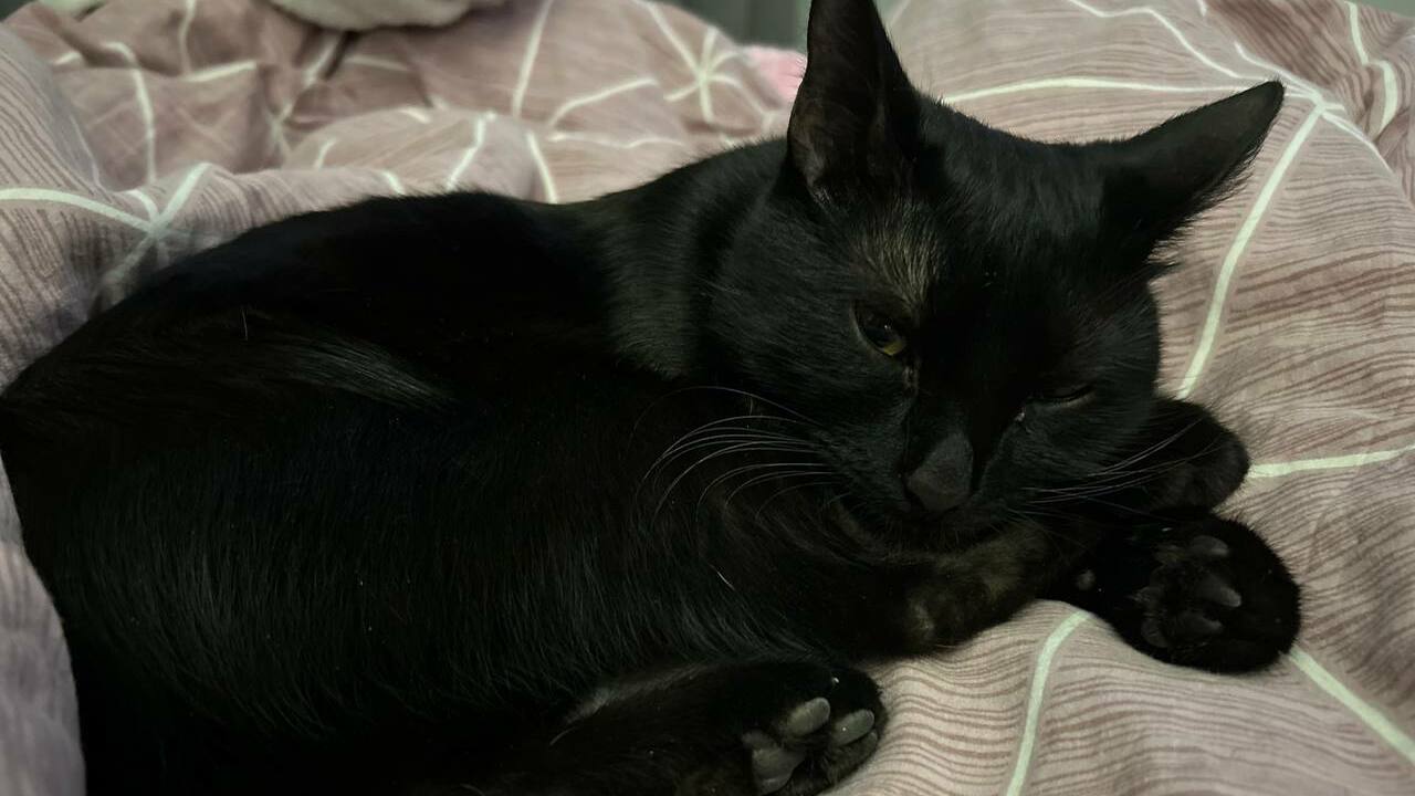 AR: Раскрыт секрет, как кошки всегда удачно приземляются на лапы при падении Японские исследователи выяснили, что разная гиб...