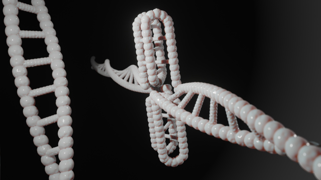 Генетики МГНЦ связали редкую генетическую болезнь с мутациями утрофина Обнаружены два новых вида мутаций в гене UTRN