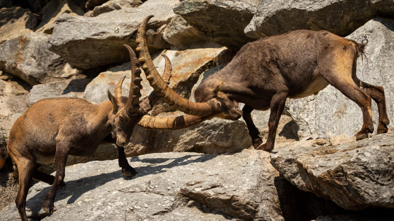 Ученые впервые изучили метаболизм животных по окаменелым костям Палеонтология выходит за рамки формы костей и р...