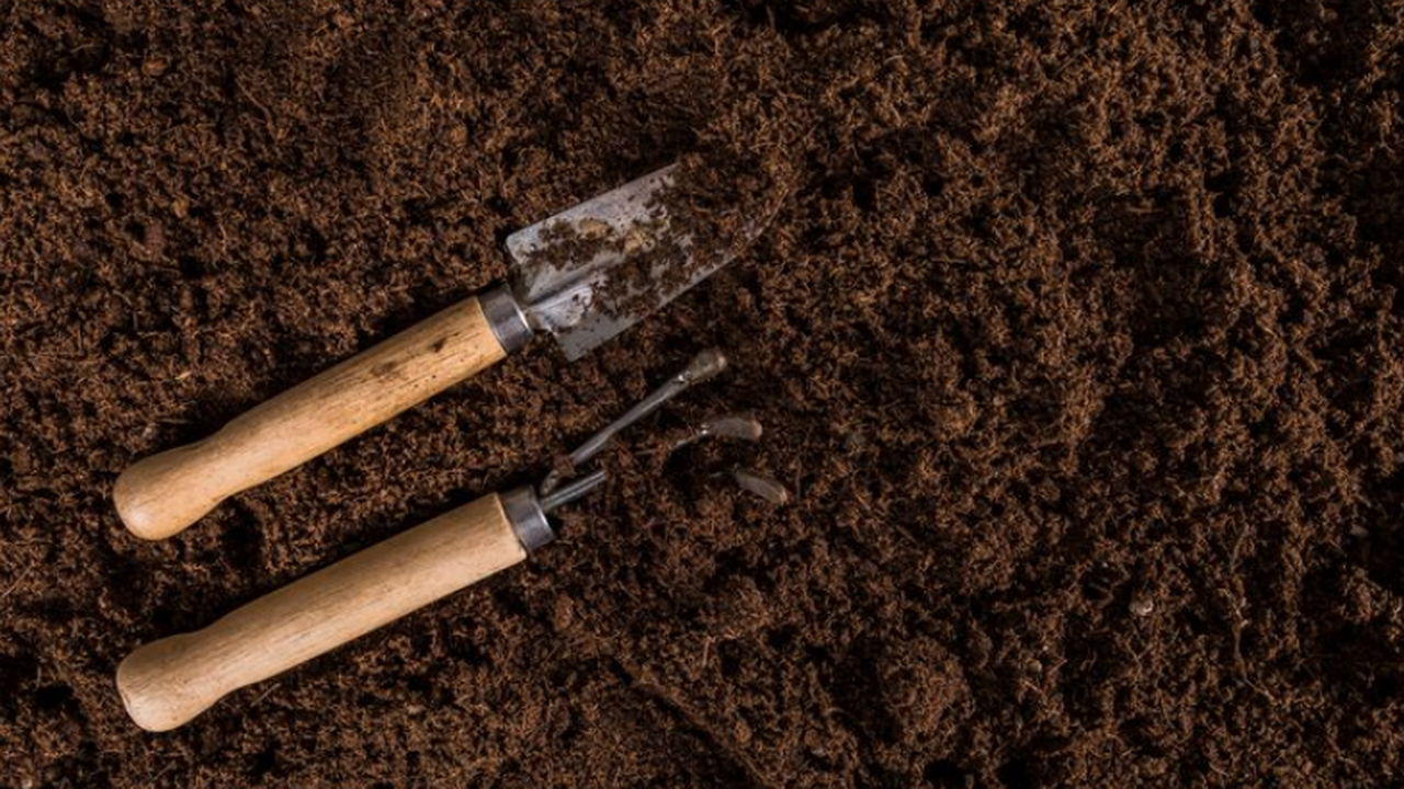 PeerJ: найден первый почвенный родельфид из Казахстана Описали новый вид протистов Rhodelphis edaphicu...