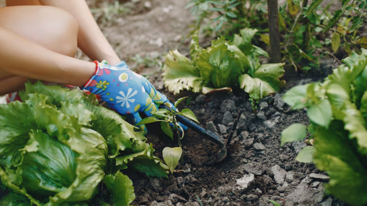 Метель за окном, а на кухне — грядка лета. Это ...