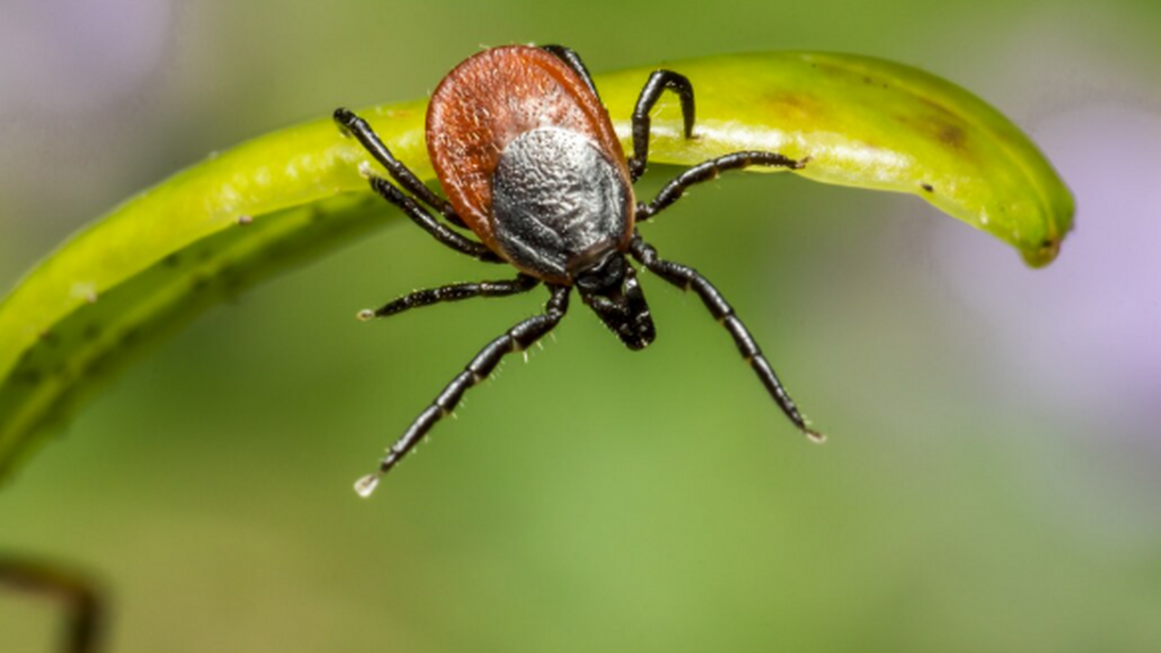 Бегущие за жертвой: в Россию пришли африканские клещи-гиганты В южных регионах России зафиксировано появление...