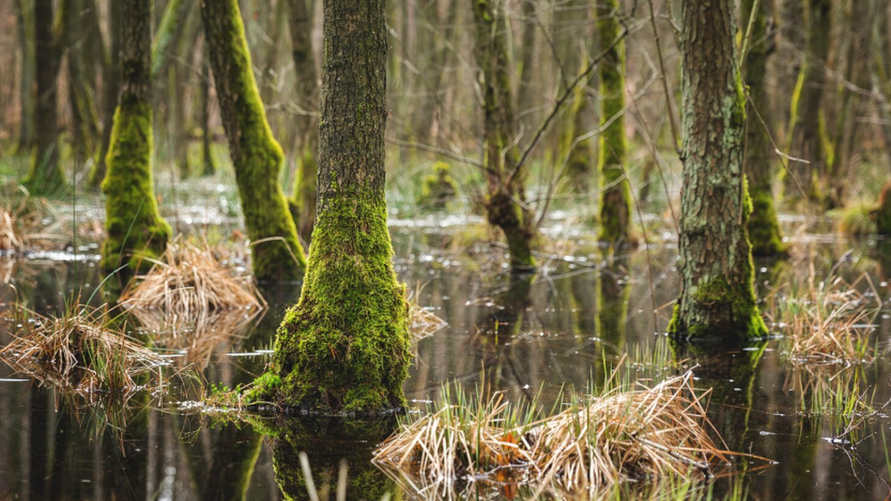 Новое исследование показало, что болота и други...