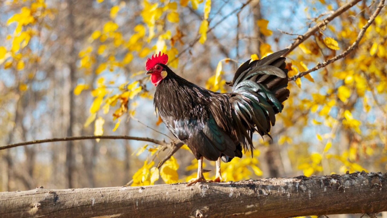 Инфекционист напомнила о роли врачей в раннем выявлении новых штаммов гриппа Многое в ситуации с новыми штаммами гриппа зави...