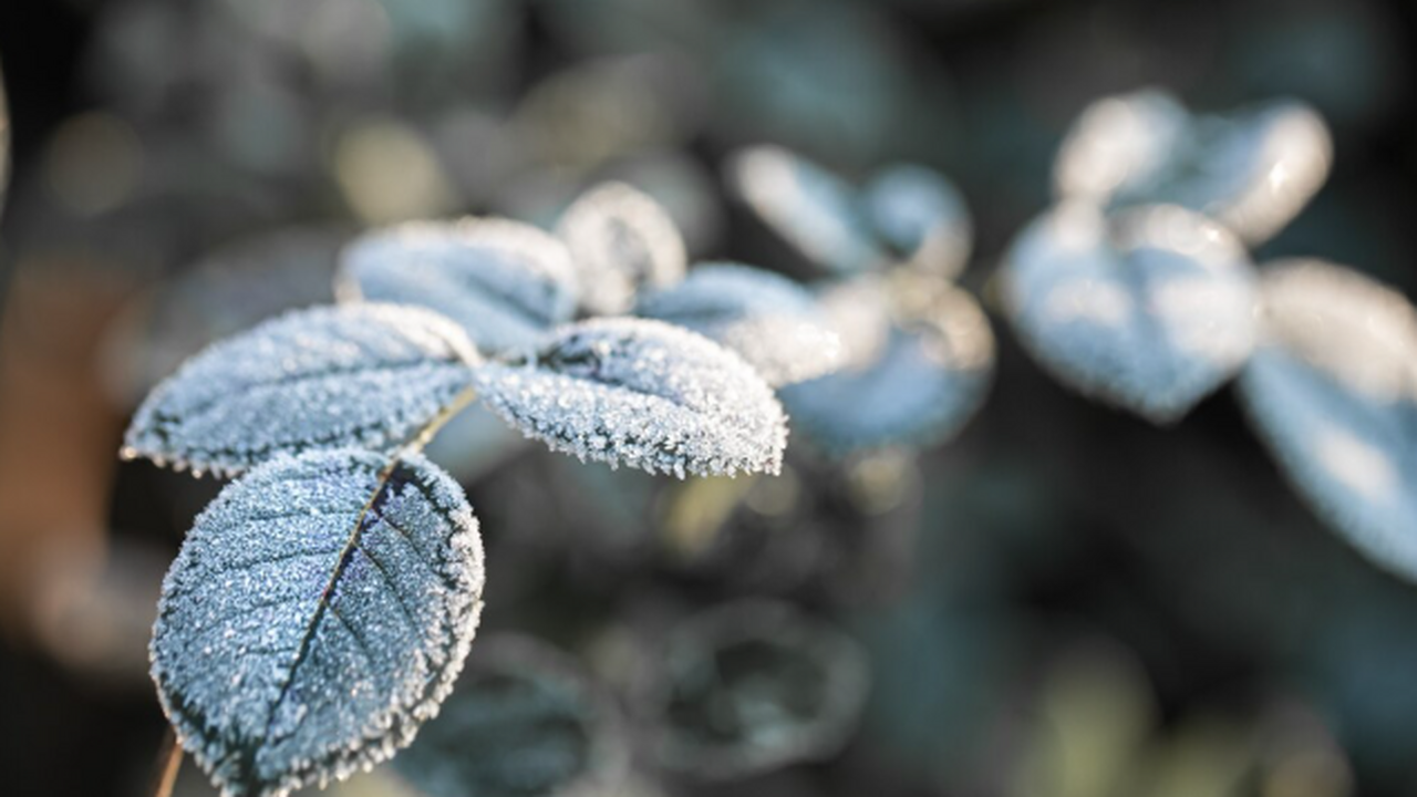 Тёплое предзимье в ЦФО: сколько ещё продержится...