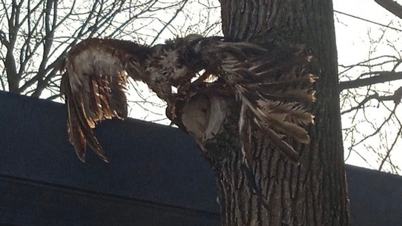 В парке Гагарина в Самаре нашли мертвых белок и птиц на деревьях Специалисты учреждения займутся уборкой и выясн...