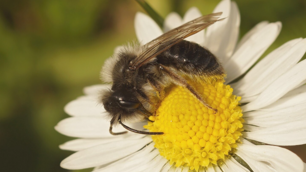 Ученые секвенировали геном красного каменщика и...