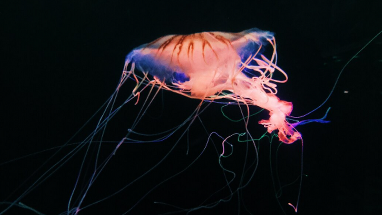 На глубине 4000 метров в Тихом океане ученые обнаружили новые виды В рамках международного проекта ученые изучили ...