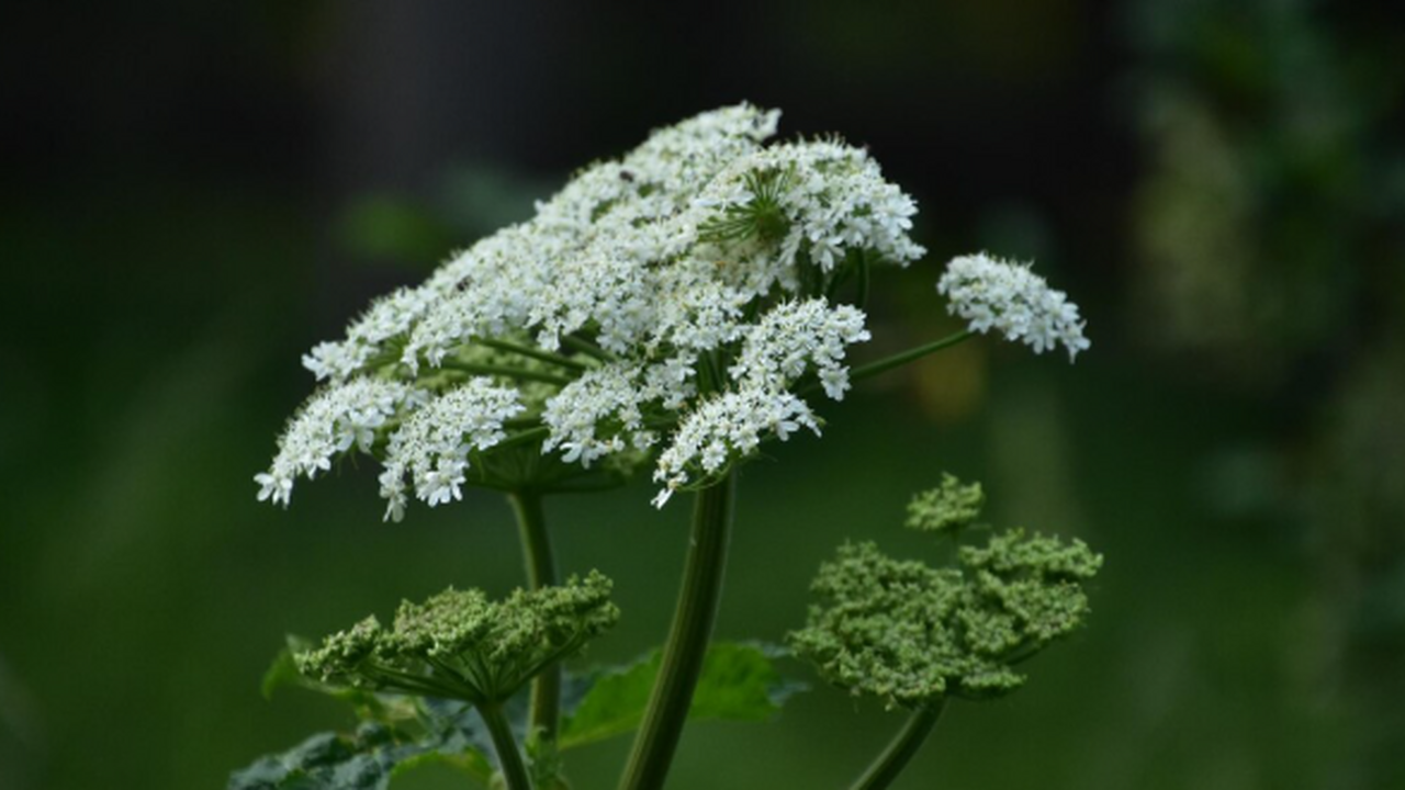 Злоумышленники начали рассылать дачникам поддел...