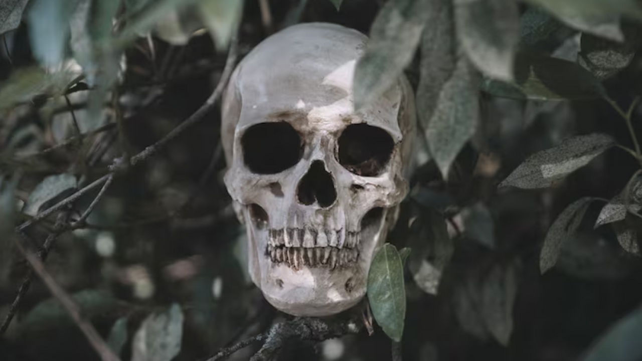 Антропологи провели детальный анализ черепа неа...