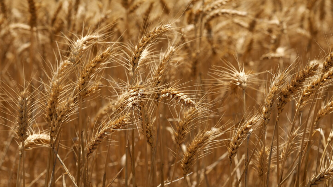 Трутовые грибы помогли создать экологичный стимулятор роста для пшеницы Ученые разработали биопрепарат на основе трутов...