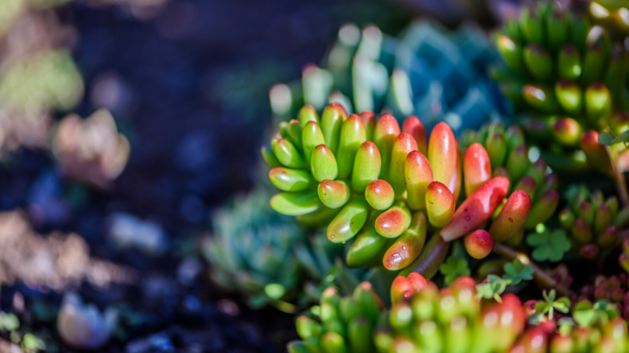 В Австралии обнаружили растение, считавшееся вымершим с 1967 года Кустарник Ptilotus senarius, считавшийся вымерш...