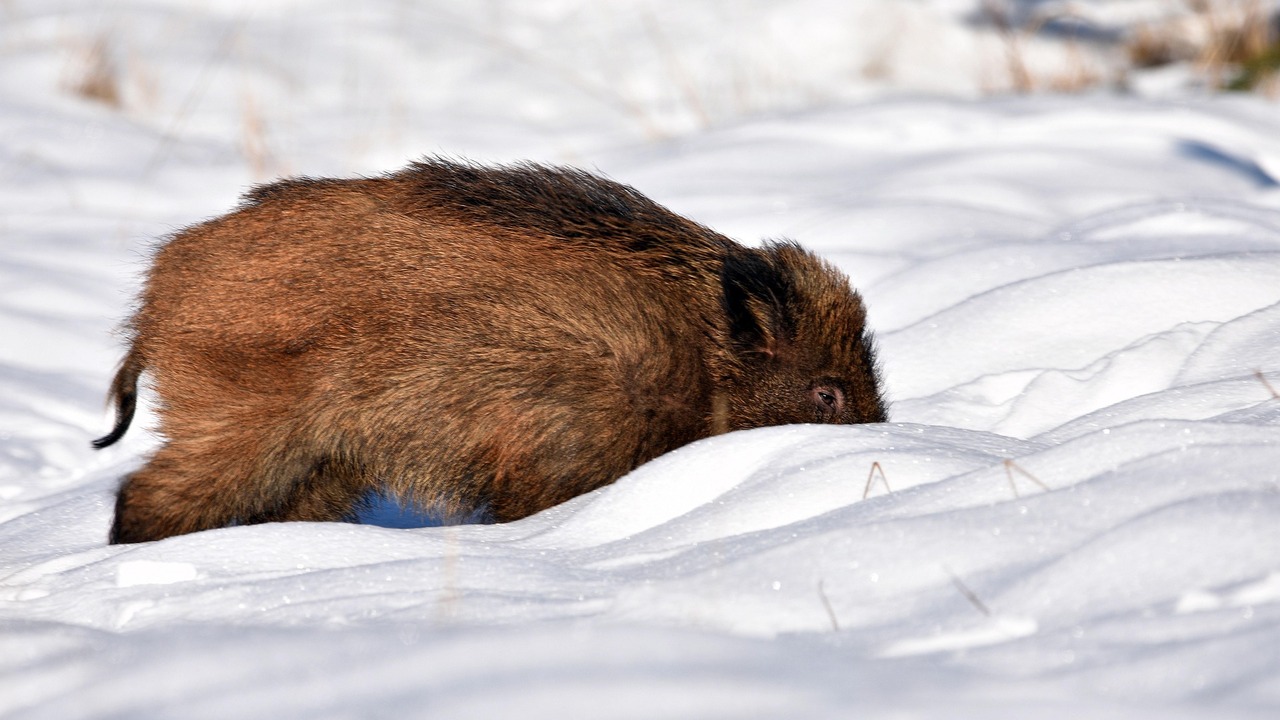 "Самарская лука" предупреждает: кабаны в период гона могут быть крайне опасны Специалисты национального парка выпустили преду...