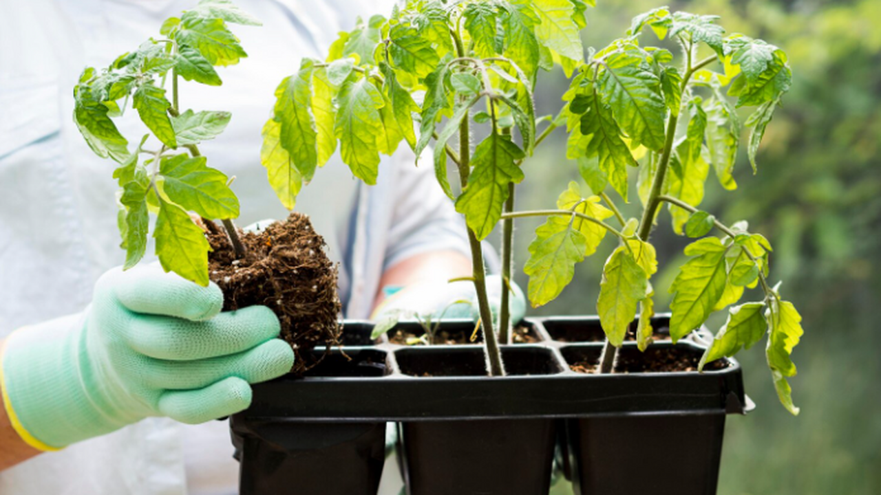 В НГТУ создали биоразлагаемый гель «Протект», к...