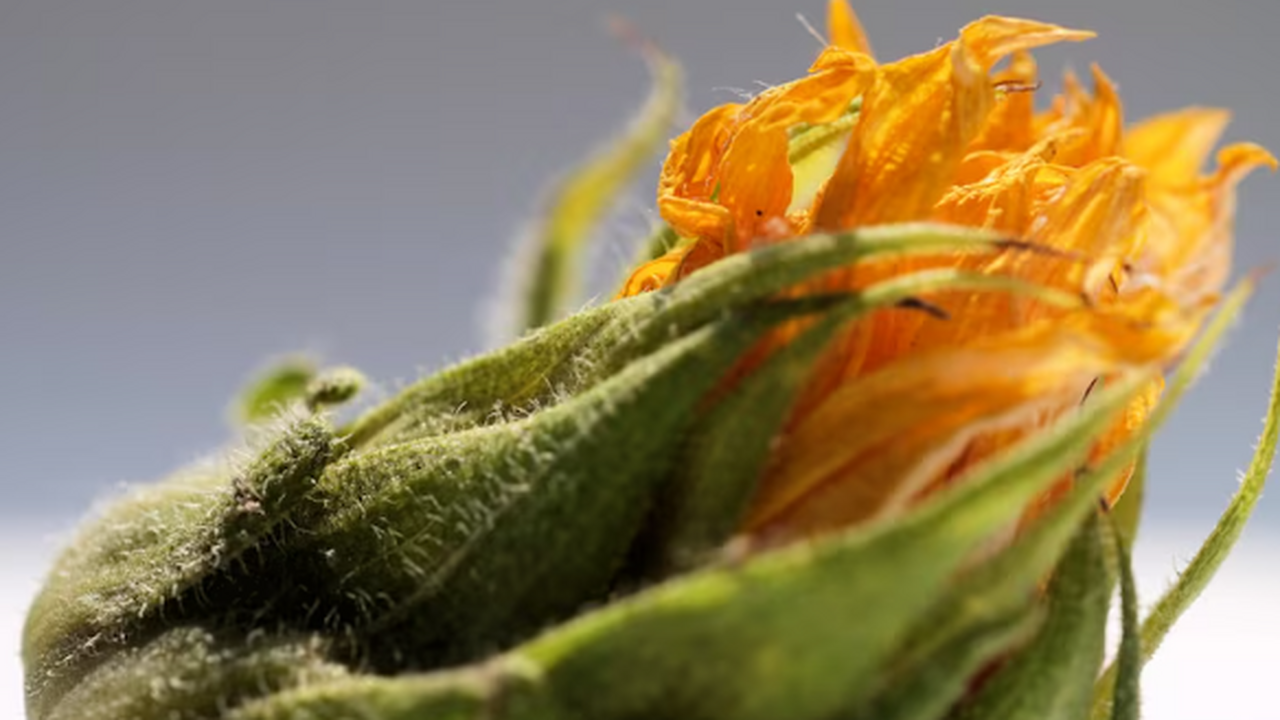 Ботаники восстановили эволюционную историю раст...