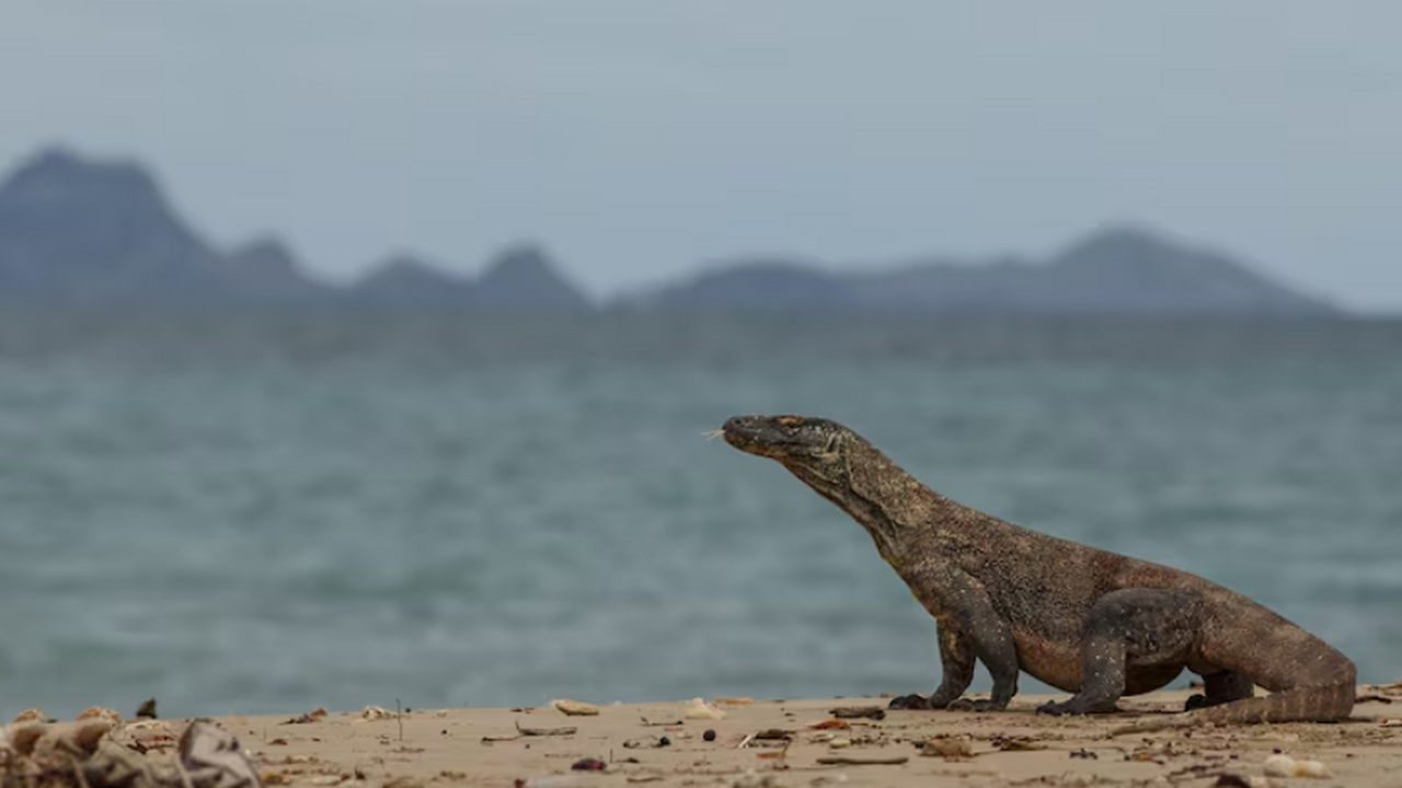 Изотопный анализ зуба показал, что крупный мозазавр жил в пресной воде Необычная находка из формации Хелл-Крик в США з...