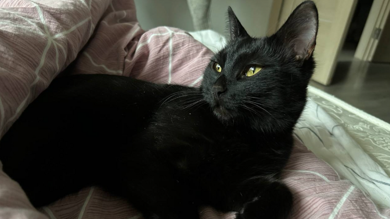 Единственное, что можно безопасно взять с полки: в Роскачестве назвали лучшие марки кошачьего корма Лучший кошачий корм не всегда дорогой: рейтинг ...