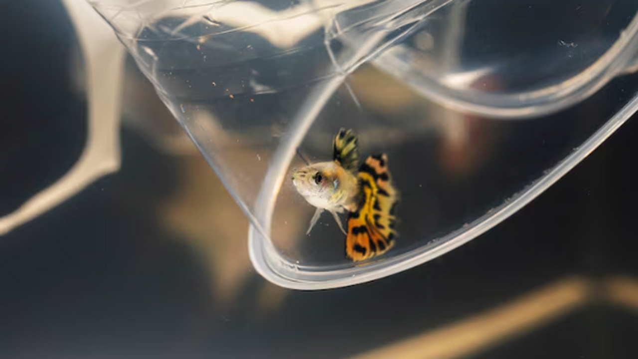 Доцент биологического факультета МГУ Артём Синё...