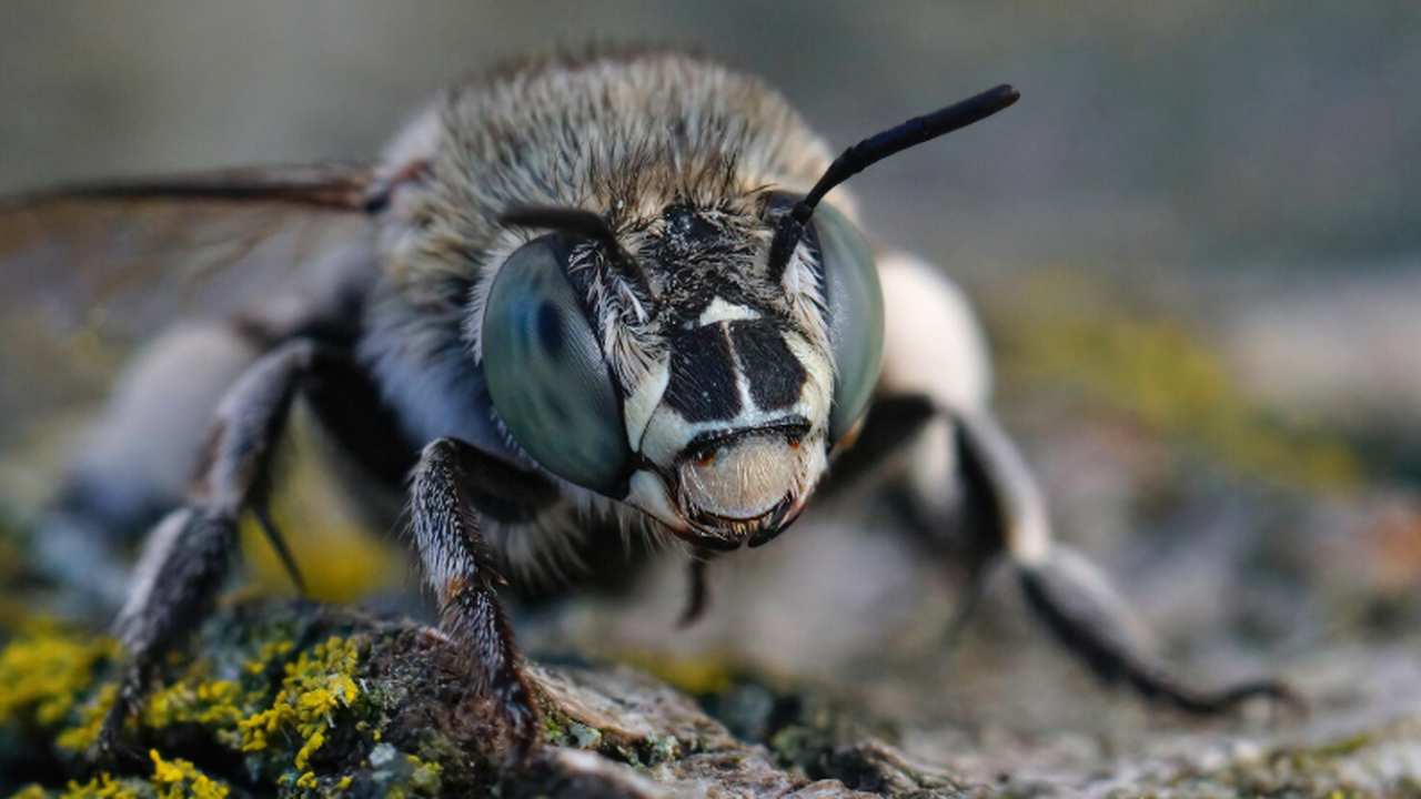 Учёные пытаются выяснить, почему древние насекомые были такими огромными Исследование Nature ставит под сомнение роль ки...