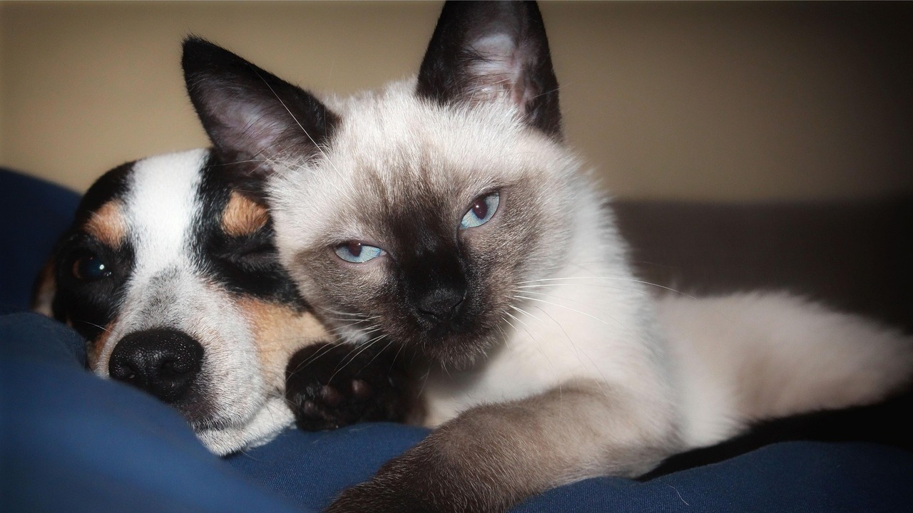 Благотворительный фестиваль "Друг Человека" ждет новых хозяев для животных Во время фестиваля можно будет обрести нового д...