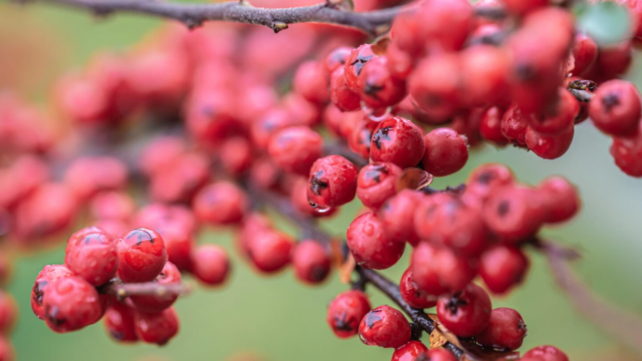 Новосибирские исследователи разработали натурал...