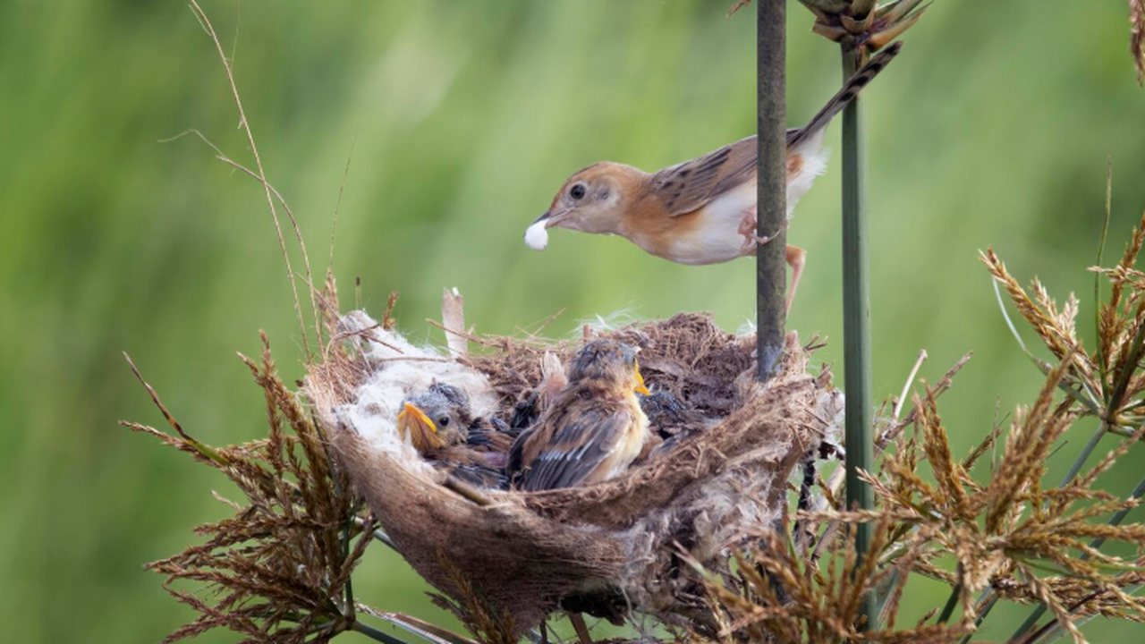 Хвосты на гнёздах синих манакинов создают визуа...
