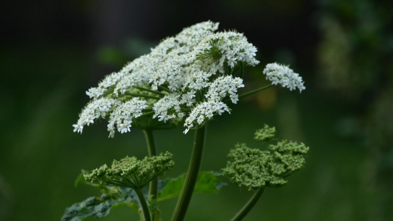 Борщевик под прицелом: владельцев участков ждут...