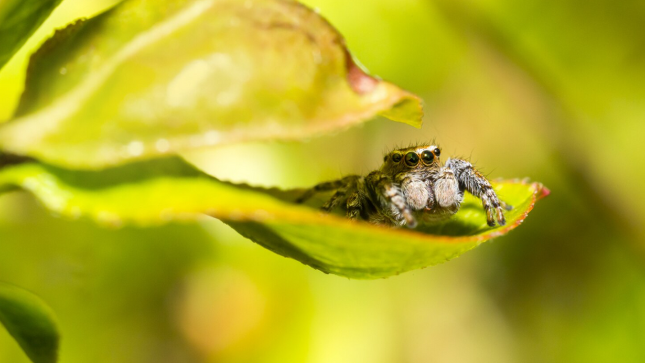Растения повышают токсичность для усиленной защиты от насекомых Учёные выяснили, как молочай меняет структуру т...