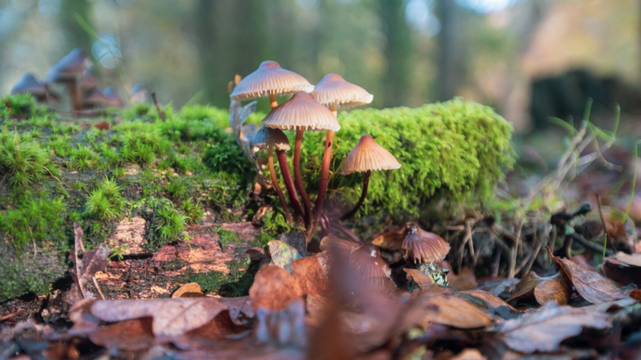 Лесной гриб удивил биологов, передав соседям информацию о влаге в почве Ученые из Японии обнаружили, что лесные грибы о...