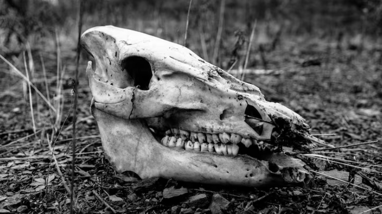 Почти полностью сохранившийся скелет миниатюрно...