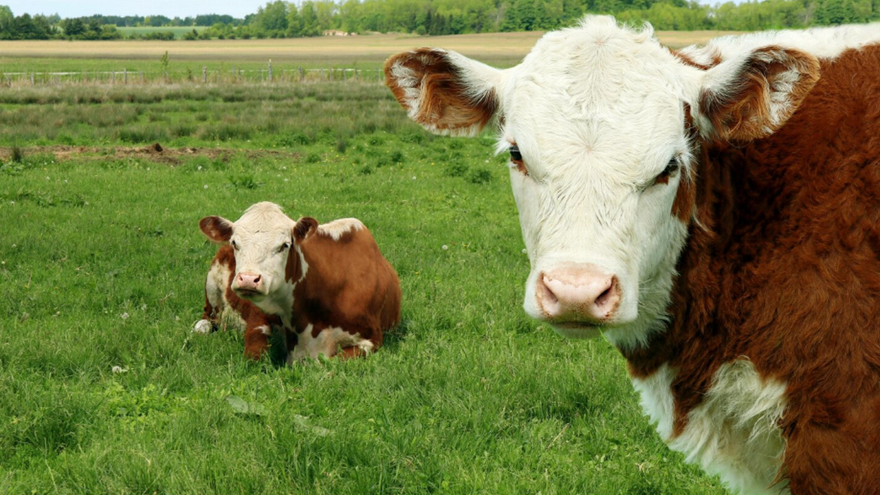 Массовое уничтожение скота в Сибири на фоне пас...