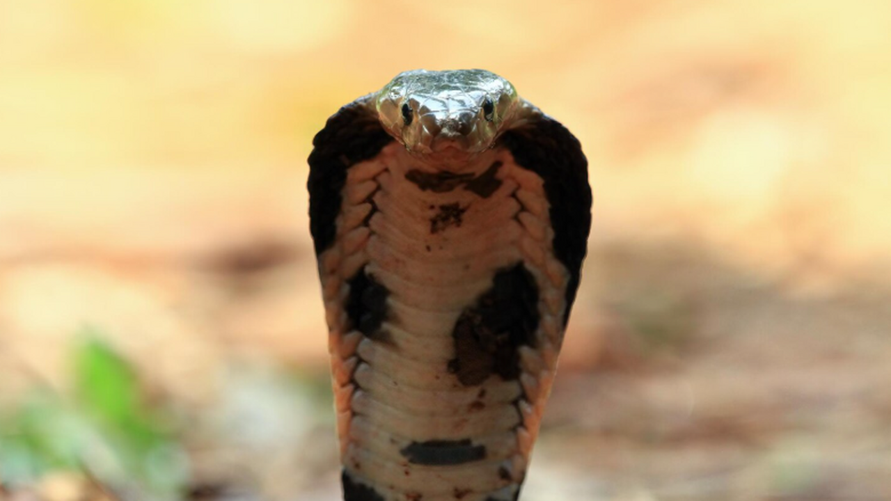 Учёные выяснили, что западногатские королевские...