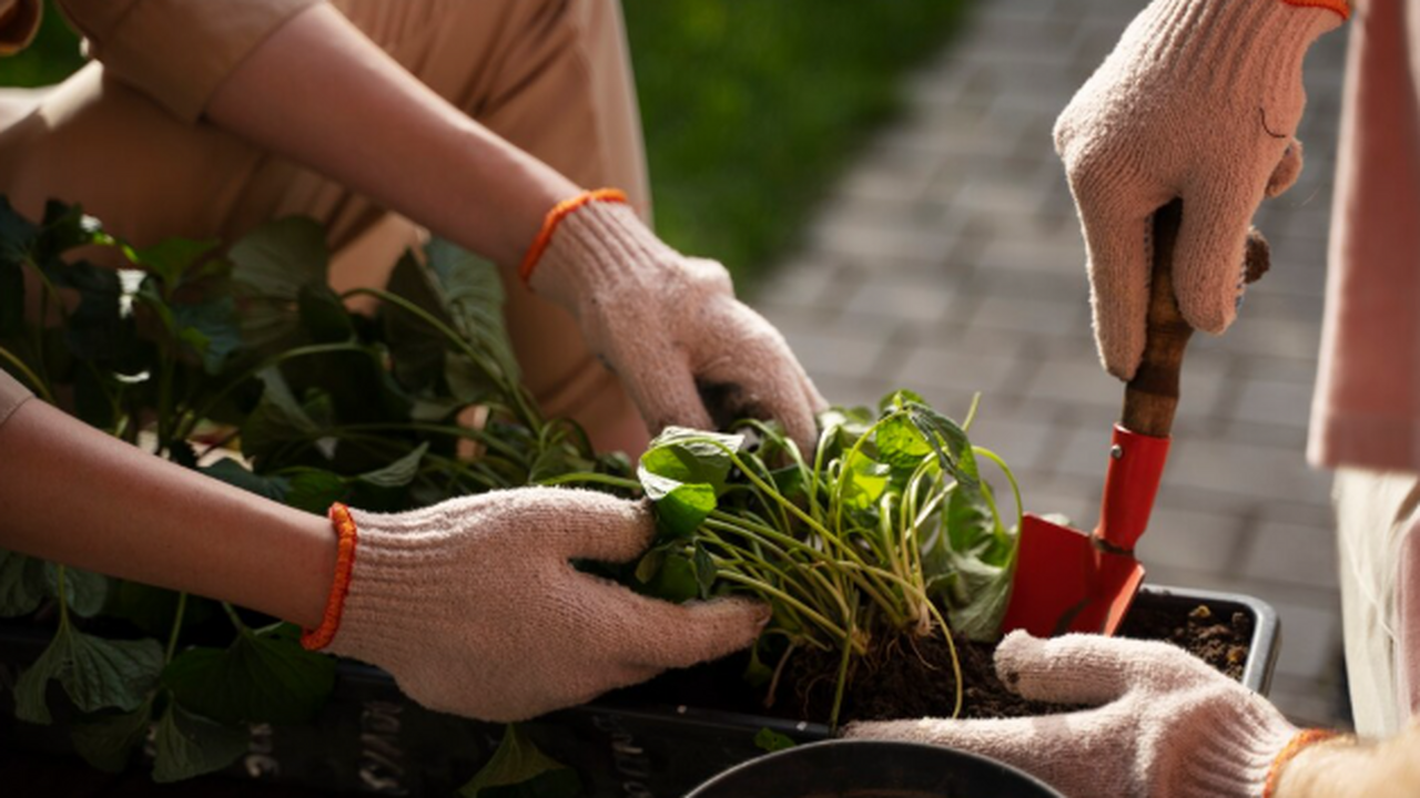 Сыпьте, пока не поздно: какое удобрение рассыпаю по снегу в ноябре для сверх-урожая Зимой огород «спит», но почва работает. Первый ...