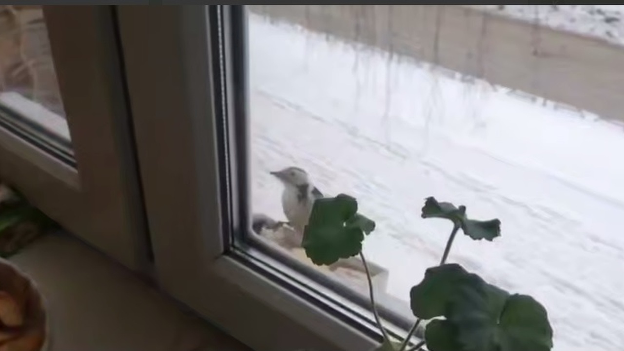 Птица предпочитает не типичные для своего вида ...