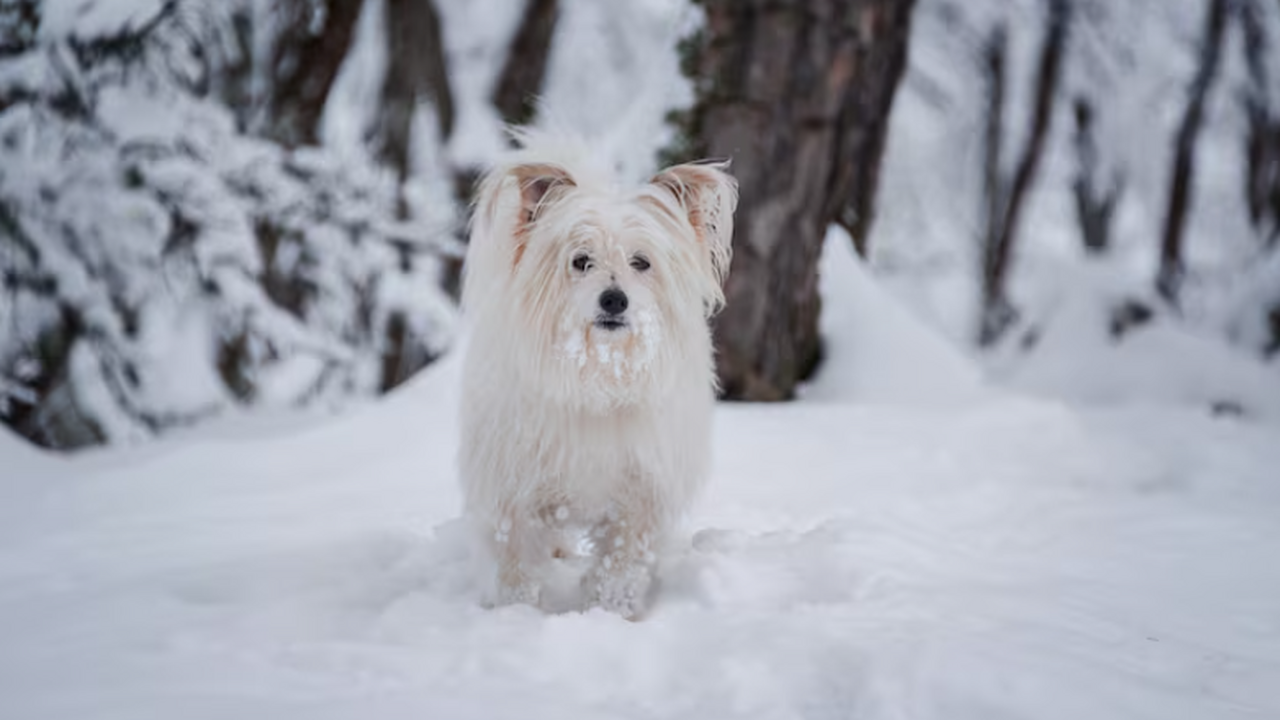 Зимой собака может есть снег: на что обратить внимание хозяину Зимой у собак нередко появляются новые поведенч...