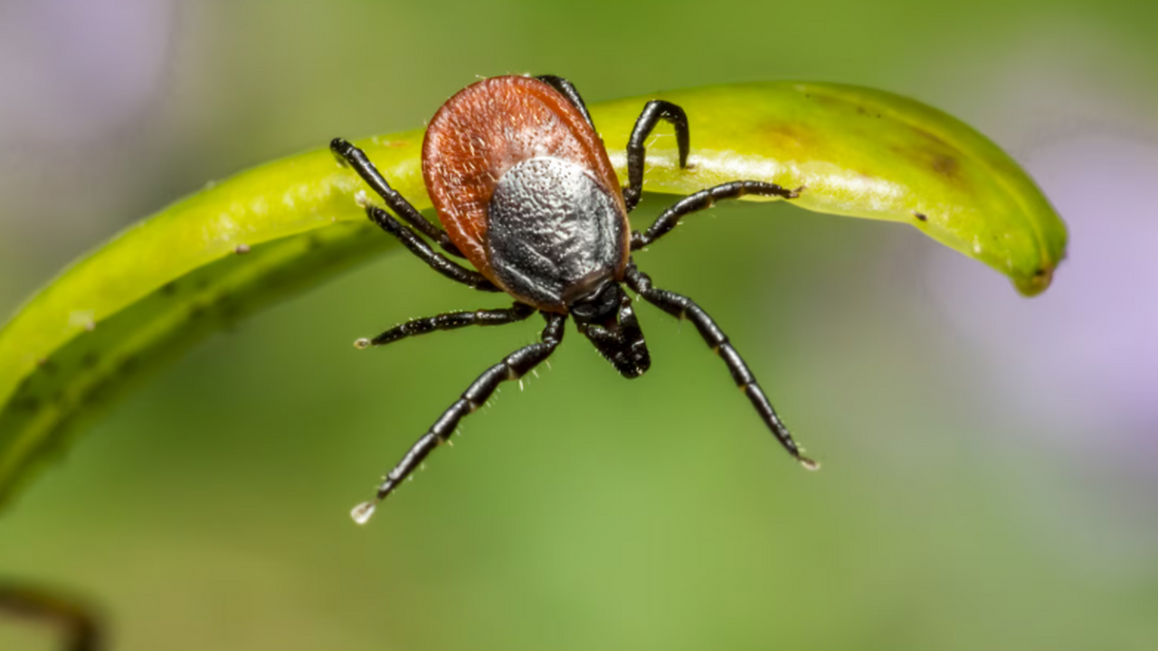 Врач Екатерина Демьяновская рассказала о симпто...