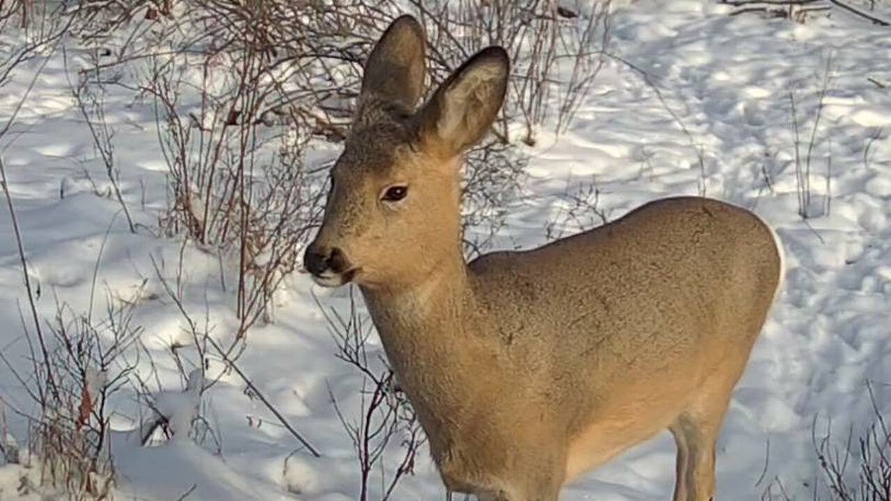 Косуль засняли в природном памятнике "Дубовый д...