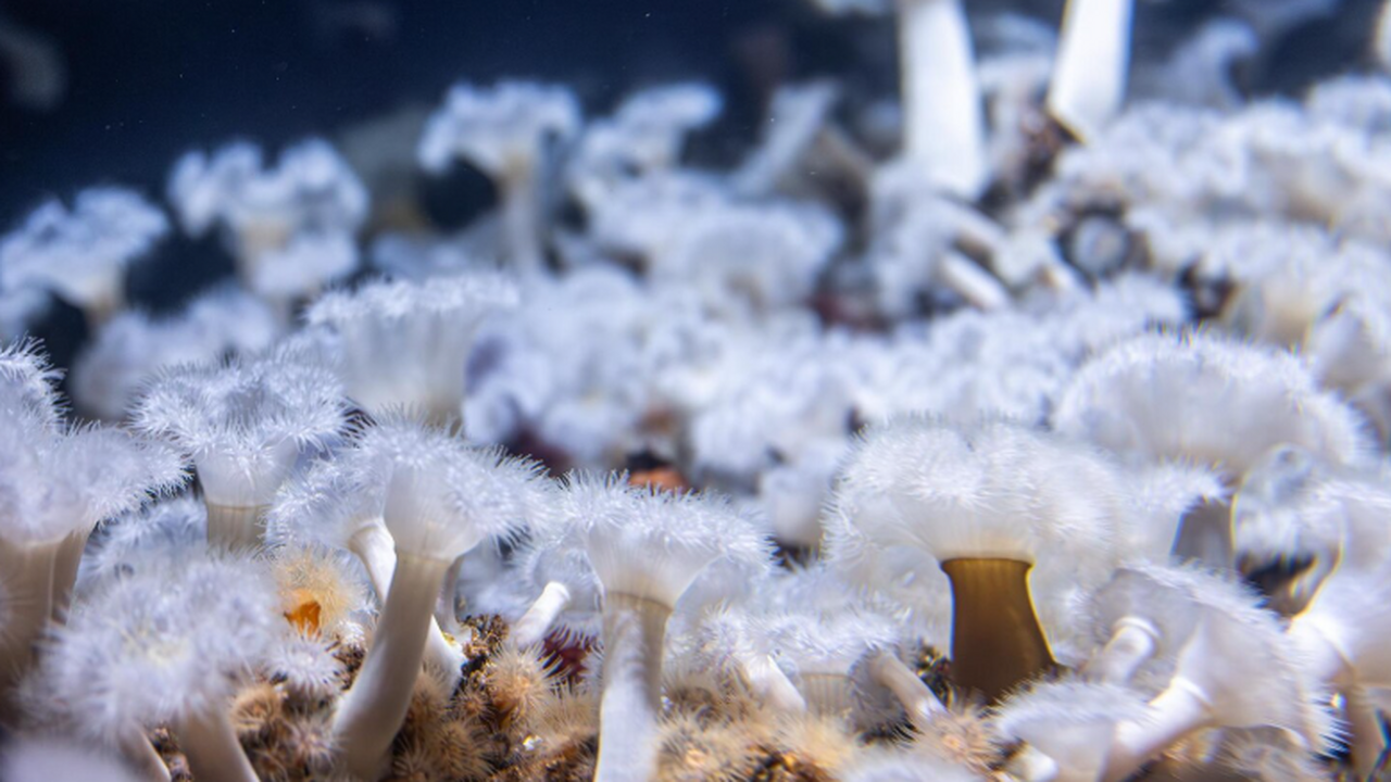 На Дальнем Востоке исследователи Национального ...