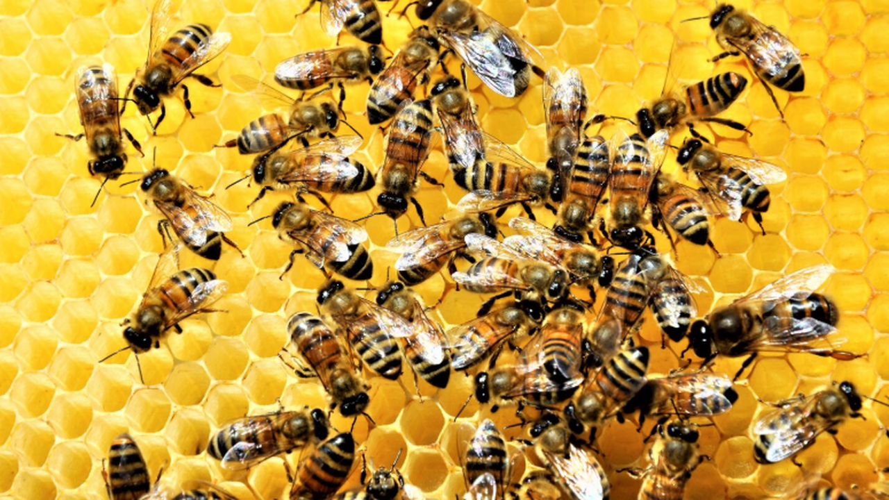 Учёные: вирусы снижают феромоны маток, и ульи начинают их заменять Исследование канадских биологов (PNAS) связывае...