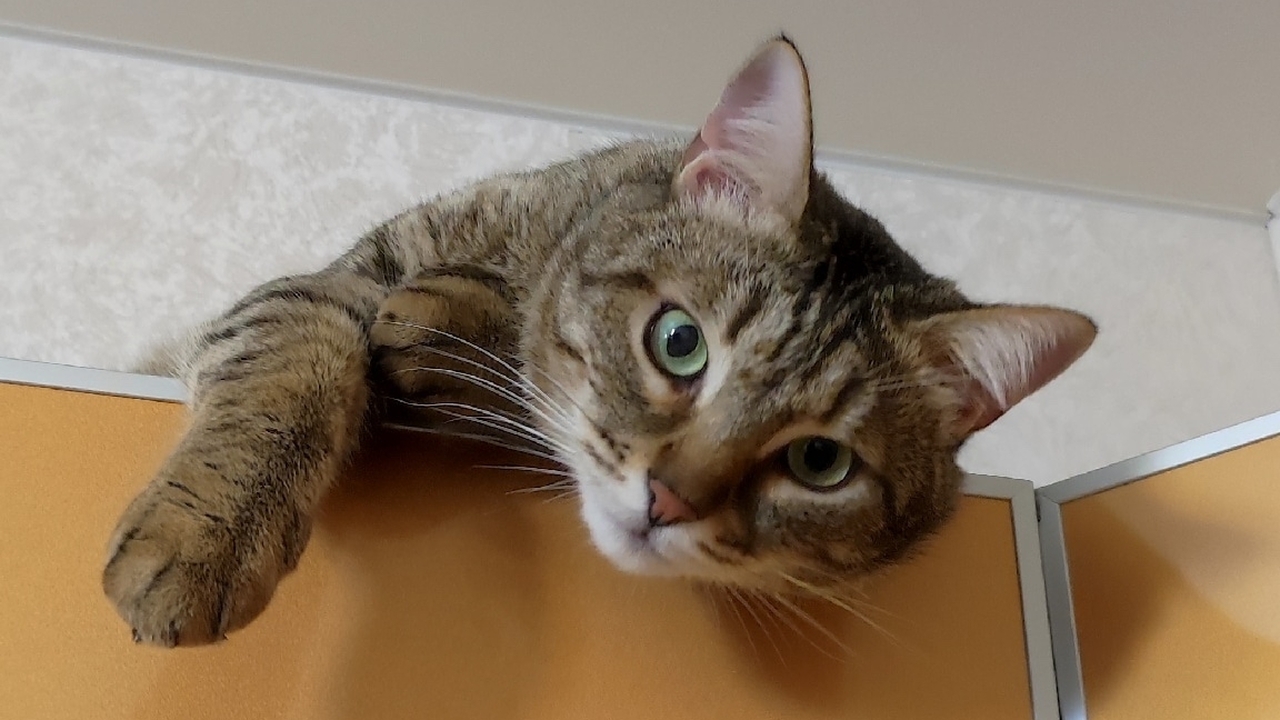 Шестилетний кот Тихон нуждается в новой семье в Самаре У ребенка нынешних хозяев обнаружена аллергия