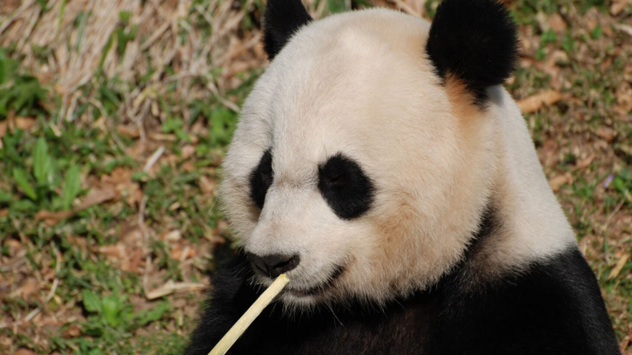 Японцы массово приходят в зоопарк Уэно попрощат...