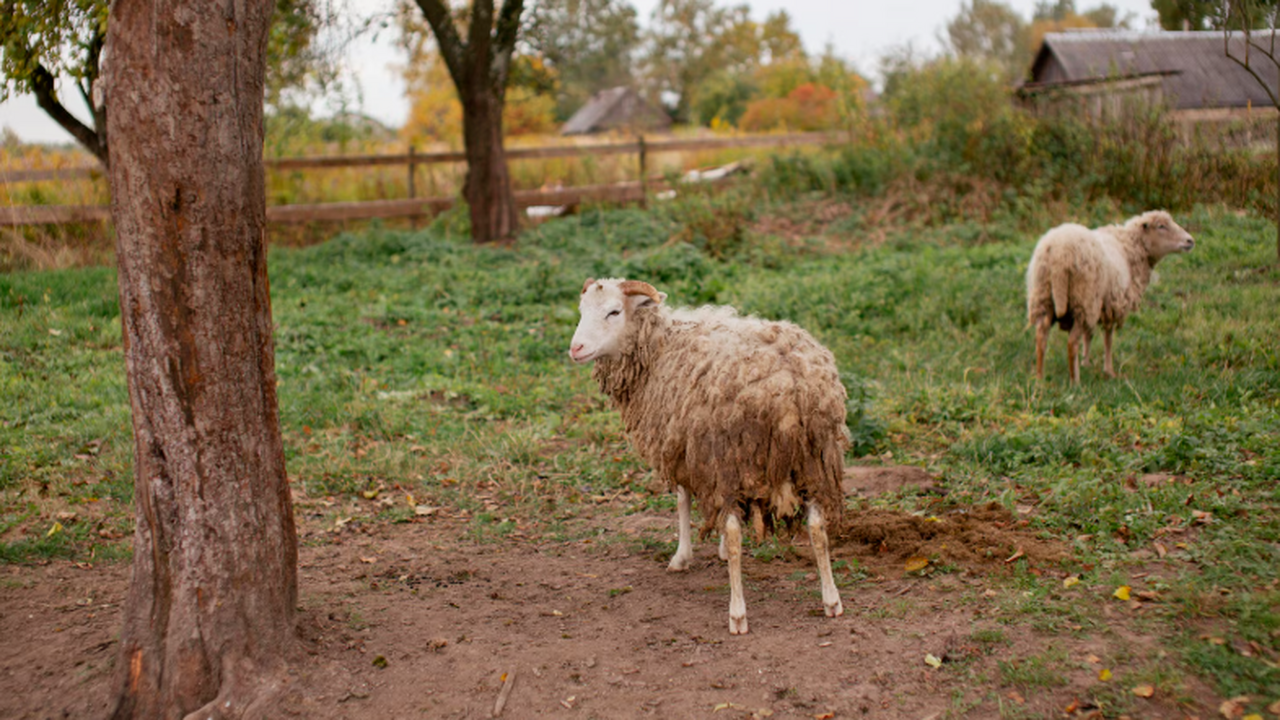 Загадка распространения древней чумы решена находкой овцы на Урале Древнейшая известная форма чумы долго оставалас...