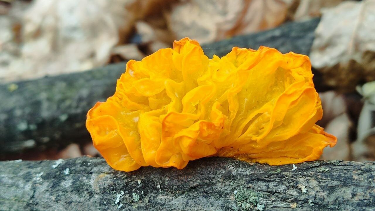 Сотрудники Жигулевского заповедника сфотографировали «дрожалку оранжевую» Этот гриб выделяется своей яркостью